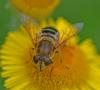 Eristalis nemorum